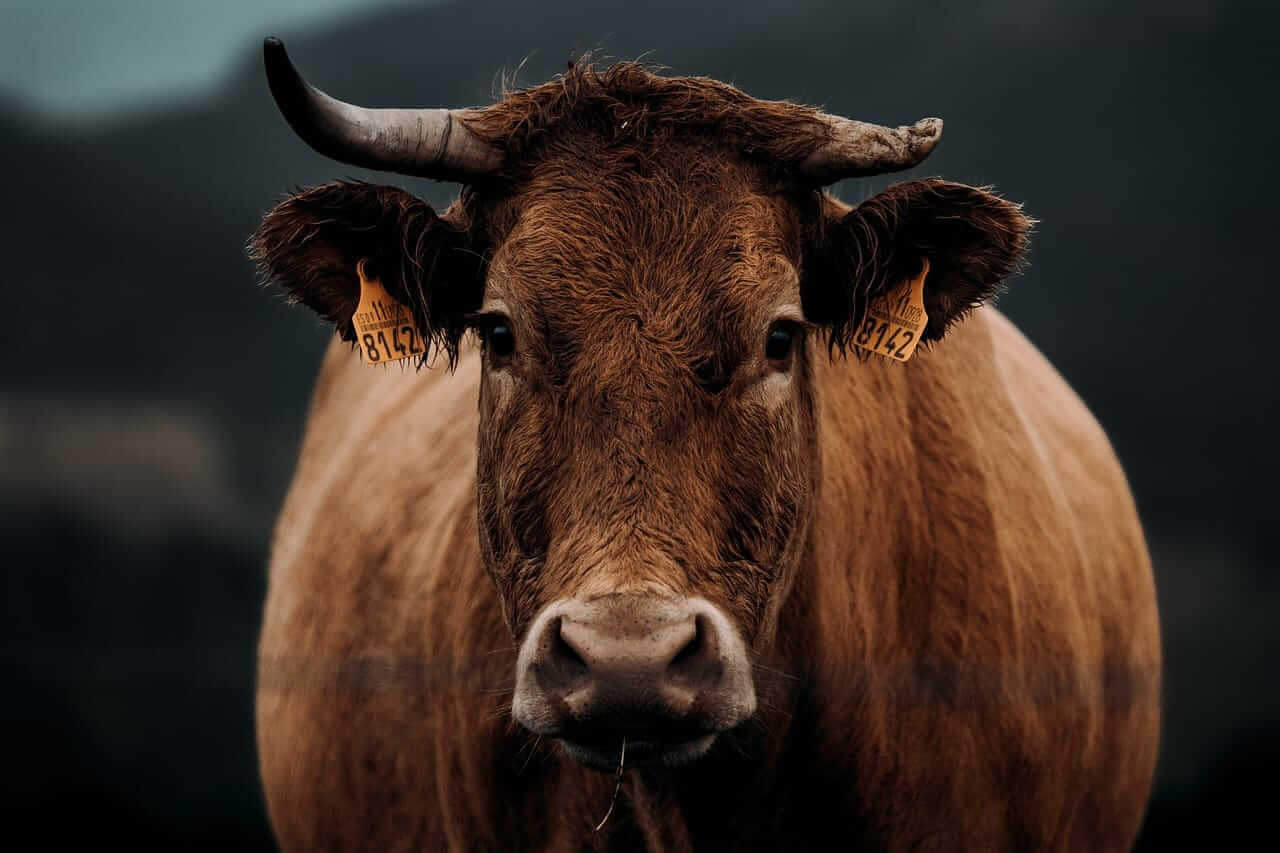 Cattle Extending Losses to Friday