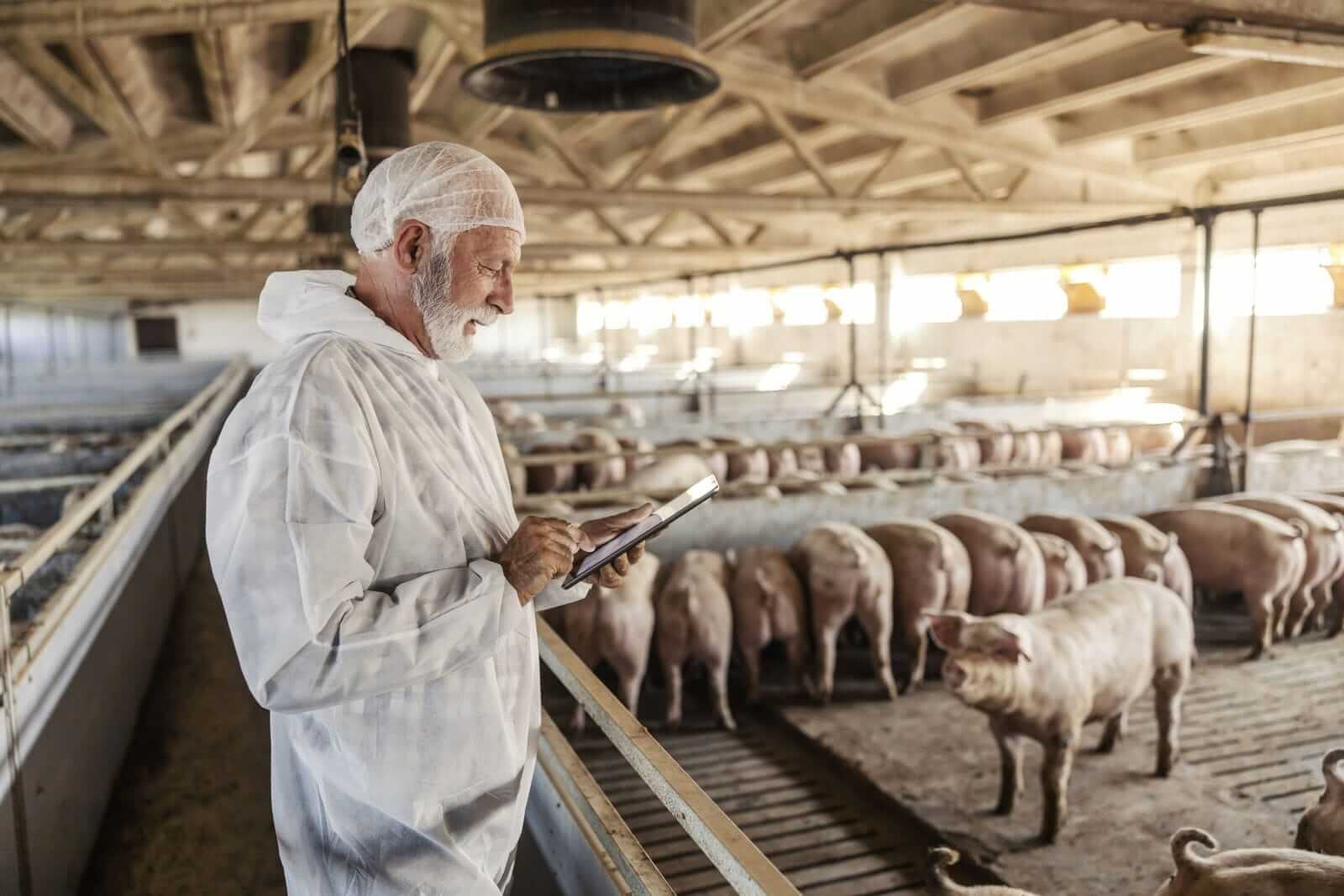 Hogs Trading Mixed on Monday