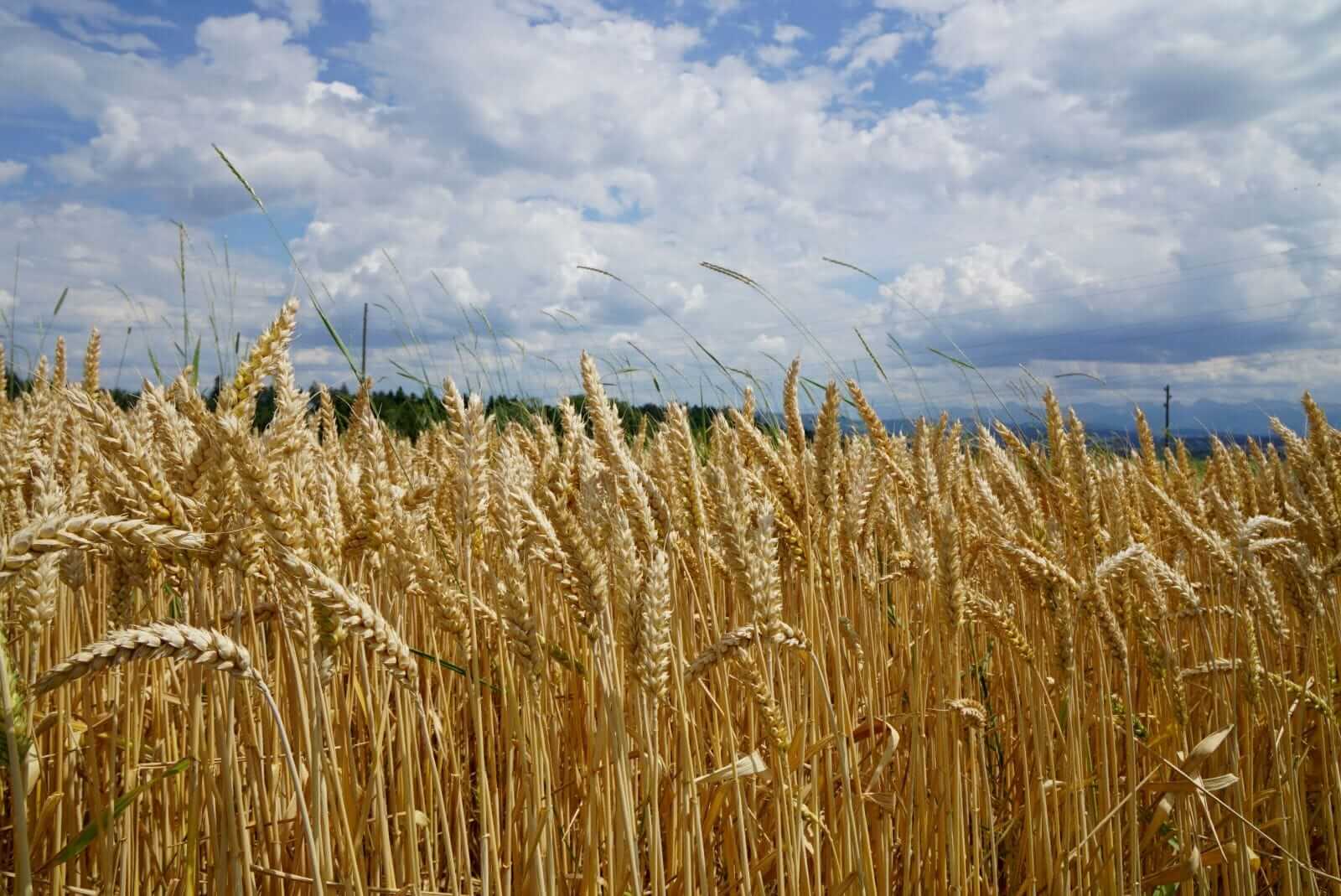 Wheat Rallying Through Friday’s Midday